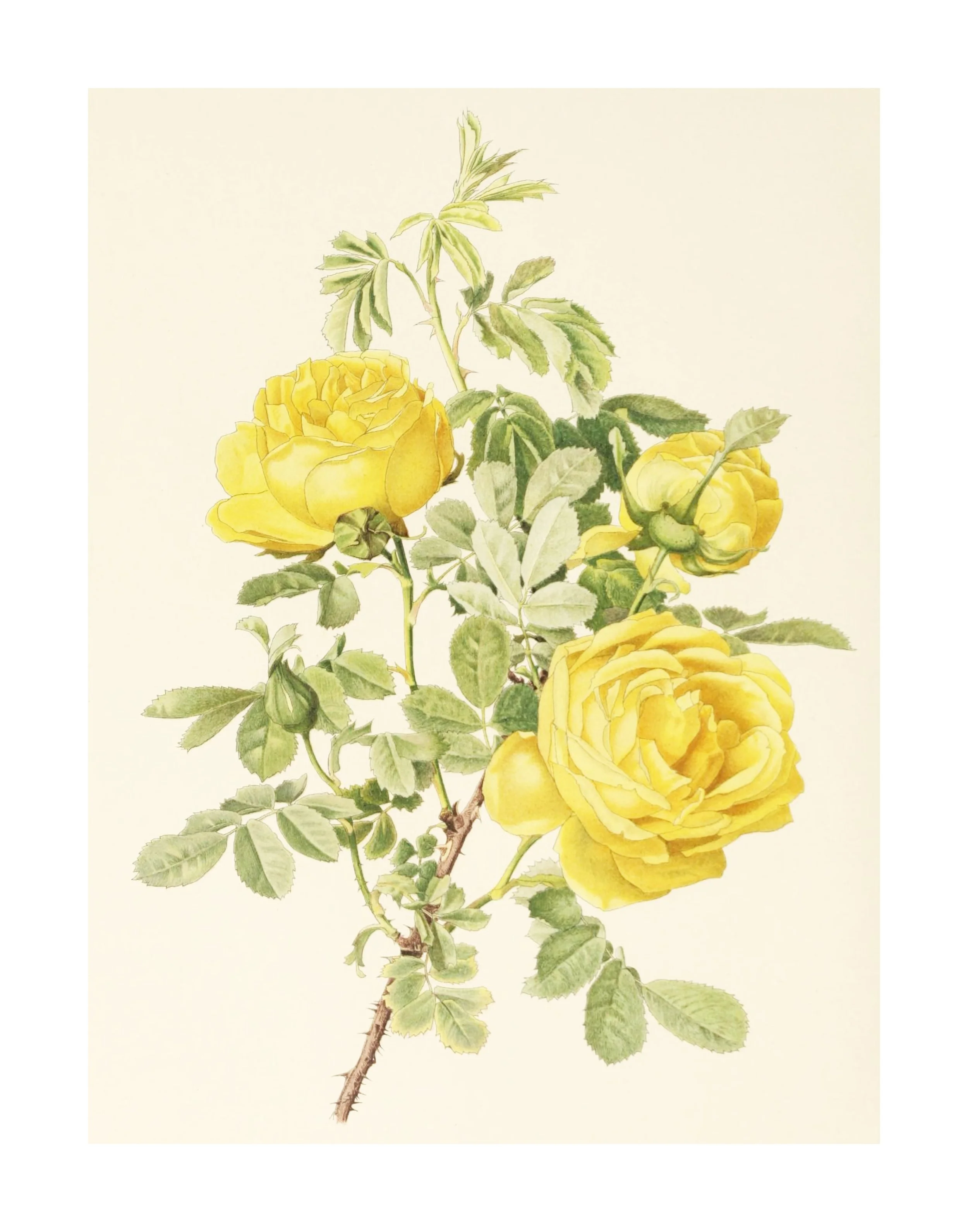Vintage Yellow Rose Art Print — Rachel Ann Austin